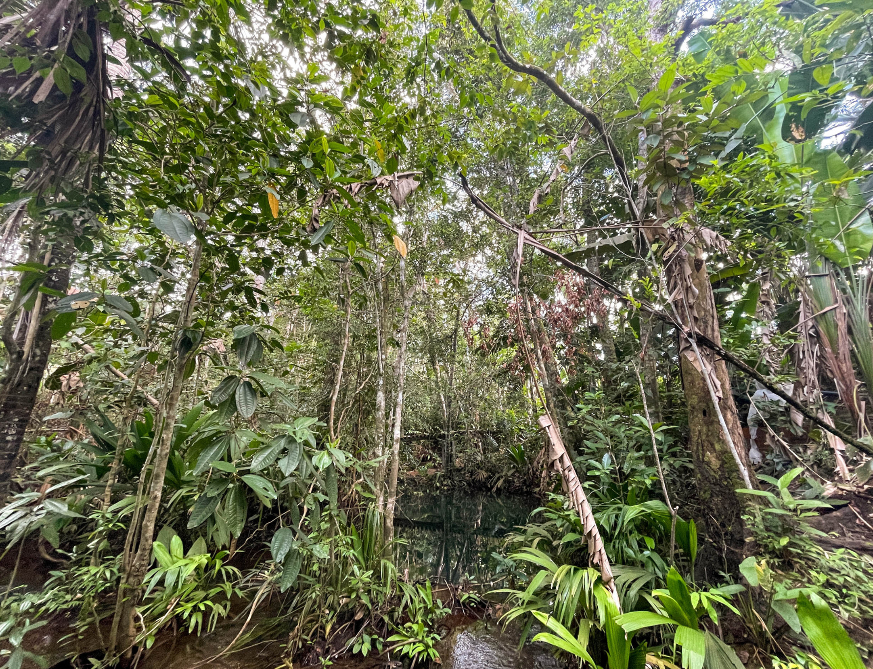 Restored forest ecosystem in the Yopo project area