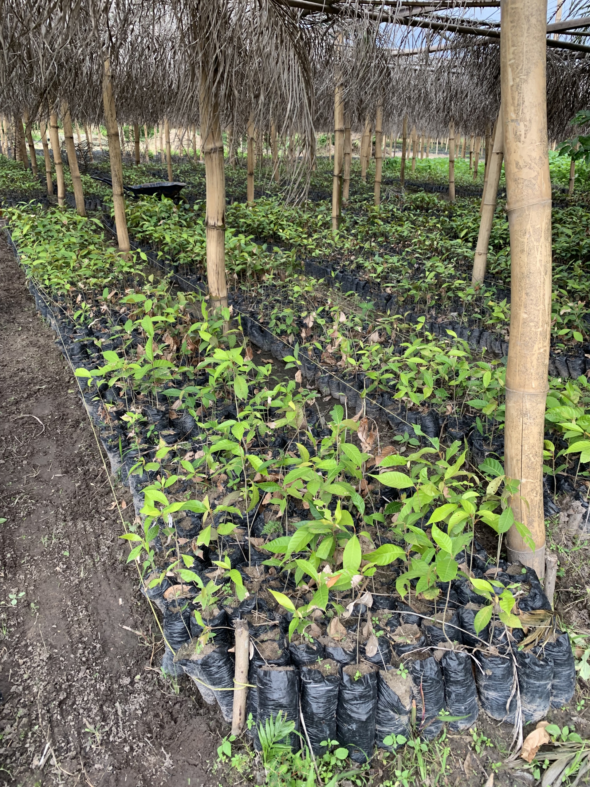 Tree seedlings in a nursery for the Karidja project